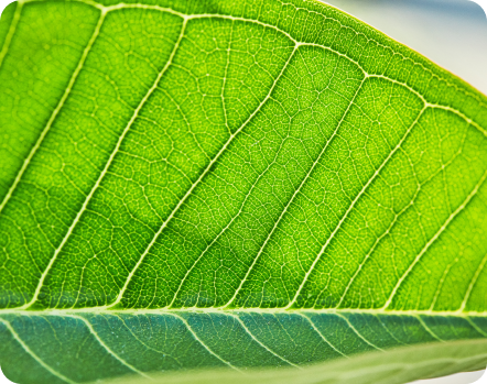 Slippery Elm Bark - (Ulmus rubra)